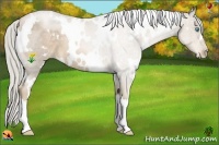 Horse Color:White Spotted Chocolate Palomino Pearl 