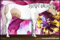 Horse Color:Palomino Tobiano 