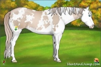 Horse Color:White Spotted Chocolate Palomino Pearl Splash 