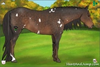 Horse Color:White Spotted Liver Chestnut Tobiano