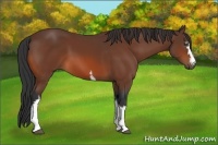 Horse Color:White Spotted Bay 