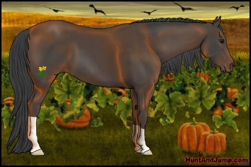 Horse Color:Smoky Black