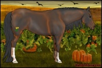 Horse Color:Smoky Black