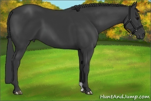 Horse Color:Black 