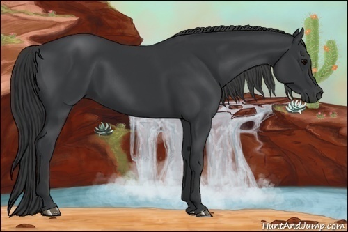 Horse Color:Black 