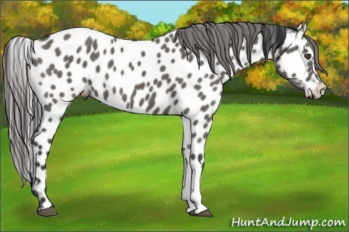 Horse Color:Grullo Appaloosa 