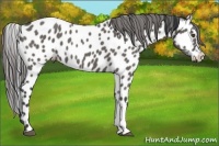 Horse Color:Grullo Appaloosa 