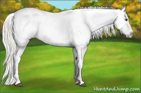 Horse Color:Palomino Appaloosa