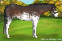 Horse Color:White Spotted Liver Chestnut 
