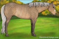 Horse Color:Silver Buckskin Rabicano 