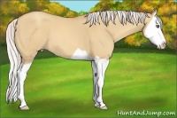 Horse Color:Silver Amber Champagne Dun Splash 