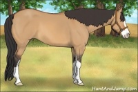 Horse Color:Bay Dun Sabino