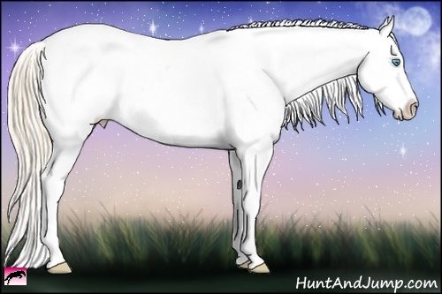 Horse Color:White Spotted Perlino Appaloosa Rabicano 
