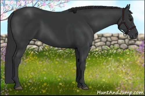 Horse Color:Black 