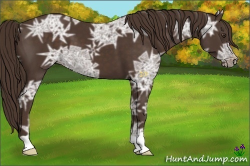 Horse Color:Liver Chestnut Ice