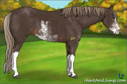 Horse Color:Liver Chestnut Sabino 