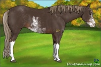 Horse Color:Liver Chestnut Sabino