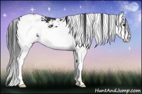 Horse Color:Black Sabino Splash 