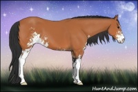 Horse Color:Bay Sabino 