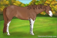 Horse Color:Chestnut Sabino