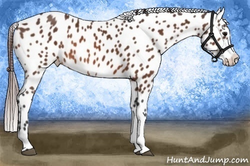 Horse Color:Bay Appaloosa