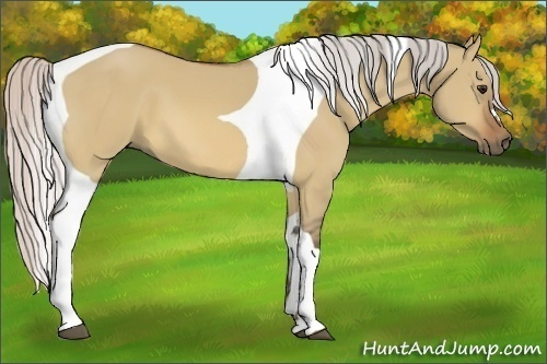 Horse Color:Silver Bay Dun Tobiano 