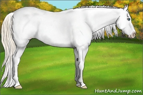 Horse Color:Perlino Appaloosa