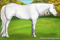 Horse Color:Perlino Appaloosa