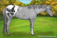 Horse Color:Liver Chestnut Appaloosa 
