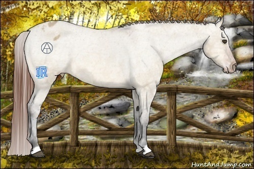 Horse Color:Bay Ice Dun Appaloosa 