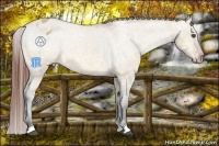 Horse Color:Bay Ice Dun Varnish 