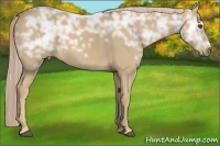 Horse Color:Palomino Ice 