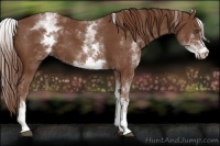 Horse Color:White Spotted Chestnut 