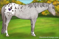 Horse Color:Liver Chestnut Appaloosa Rabicano
