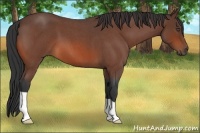 Horse Color:Bay Roan 