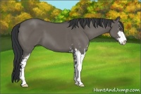 Horse Color:Grullo Sabino 