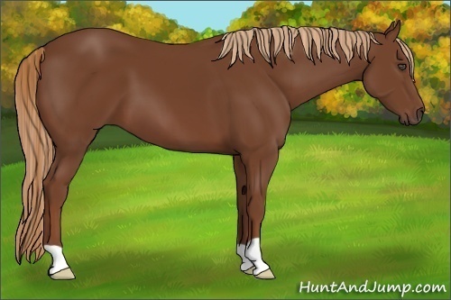 Horse Color:Chestnut 