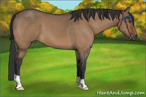 Horse Color:Unknown 