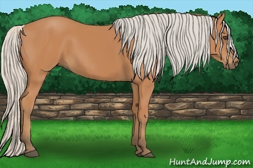 Horse Color:Silver Bay 
