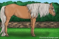 Horse Color:Silver Bay 