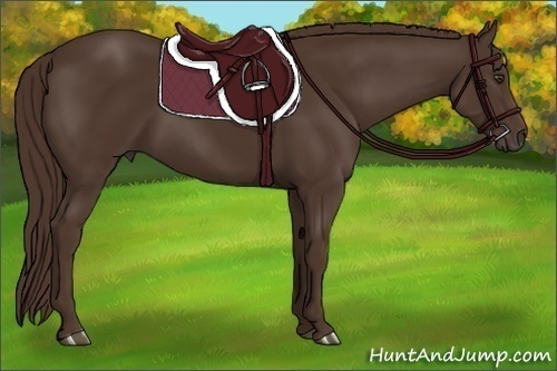 Horse Color:Liver Chestnut 