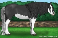 Horse Color:Black Splash