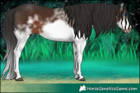 Horse Color:White Spotted Liver Chestnut Splash Frame