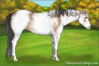 Horse Color:White Spotted Bay Dun