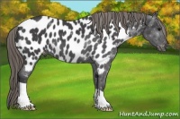 Horse Color:Smoky Black Appaloosa