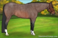 Horse Color:Bay Roan 