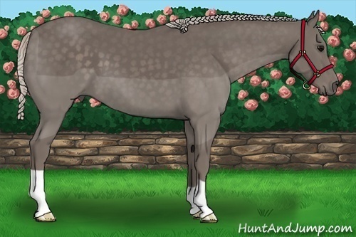 Horse Color:Silver Black