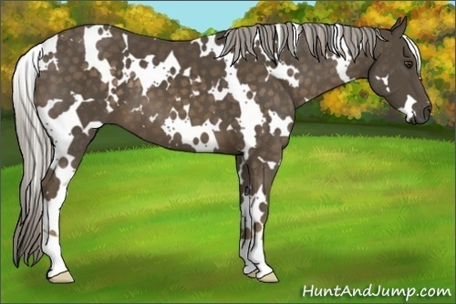Horse Color:White Spotted Chocolate Palomino Frame 