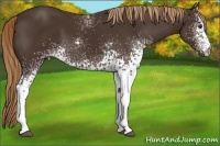 Horse Color:White Spotted Liver Chestnut 