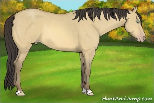 Horse Color:Amber Cream Champagne Dun 
